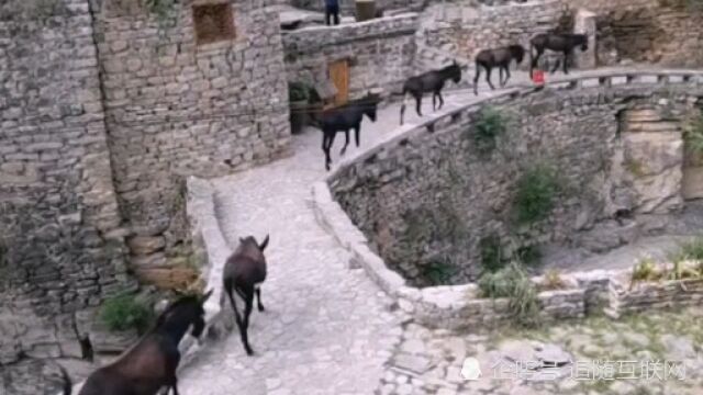 更乐镇大洼村旅游风景区!农村耕田种地工具!毛驴网红桥打卡!