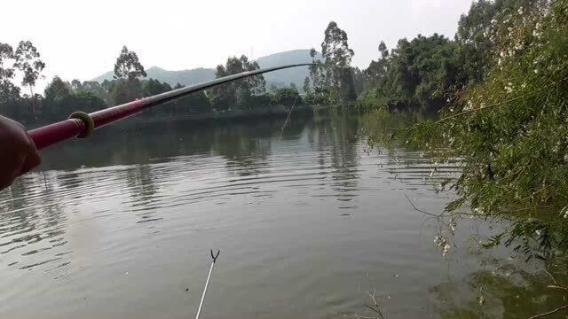 野钓鲢鳙教学:高清看漂,现场钓爆护