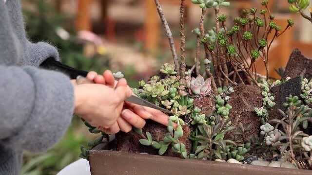 多肉植物做成盆景样式,现在养了一年多了,狠心剪剪更自然了