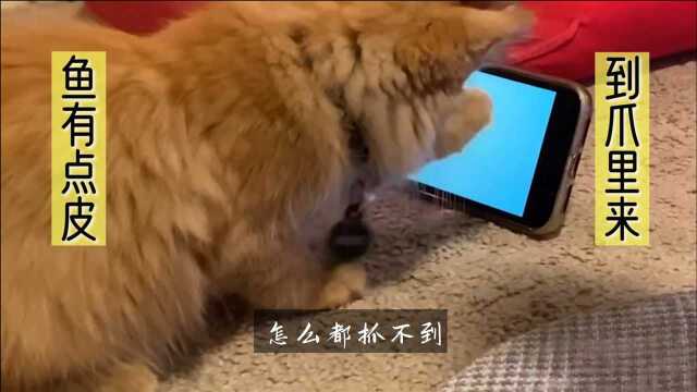 5、猫咪与时俱进用高科技产品追剧玩游戏