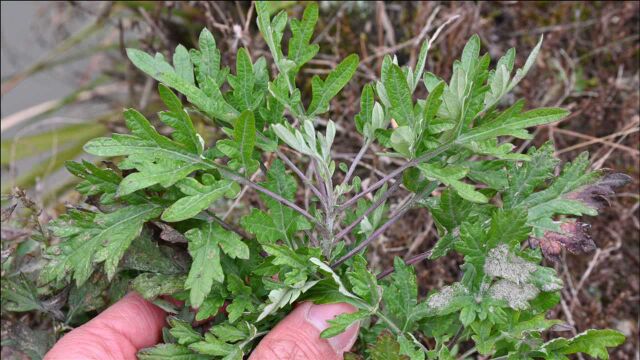 谁不认识“艾”草植物?有哪些用途与价值,大家一起来了解下