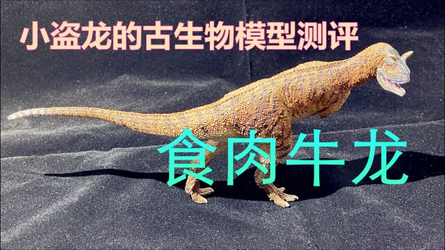 小盗龙的古生物模型测评:食肉牛龙