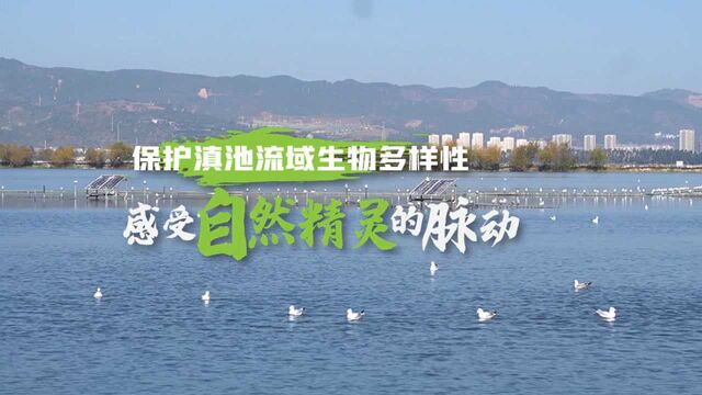 【保护滇池流域生物多样性】感受自然精灵的脉动