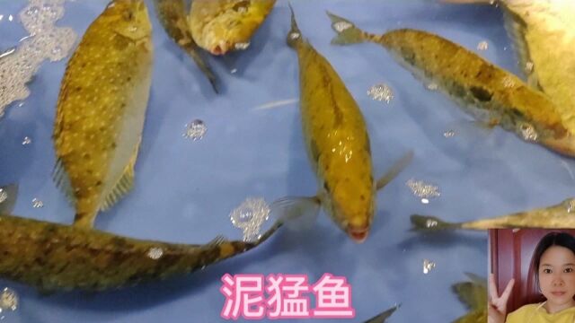 海边渔民喜欢这样做泥猛鱼,不蒸不煮,鲜美无苦味