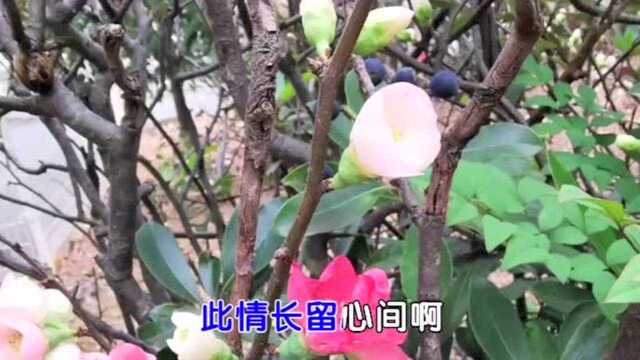 淡淡梅花香欲染, 丝丝柳带露初干. ~~抄自《香菱咏月(其二〉》