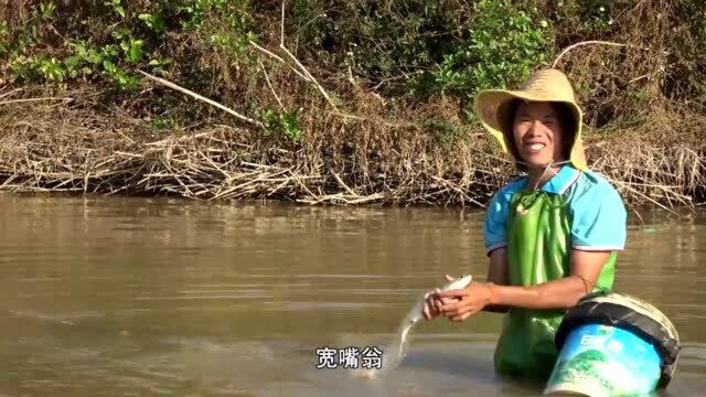 很久没有过来放荒鱼塘,小池拿来几张挂网,又抓到大货了