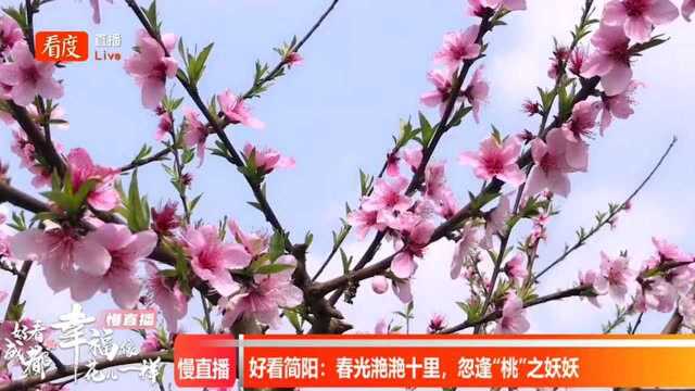 慢直播| 花重锦官城,带你赏繁花成都