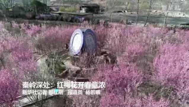 秦岭深处:红梅花开春意浓