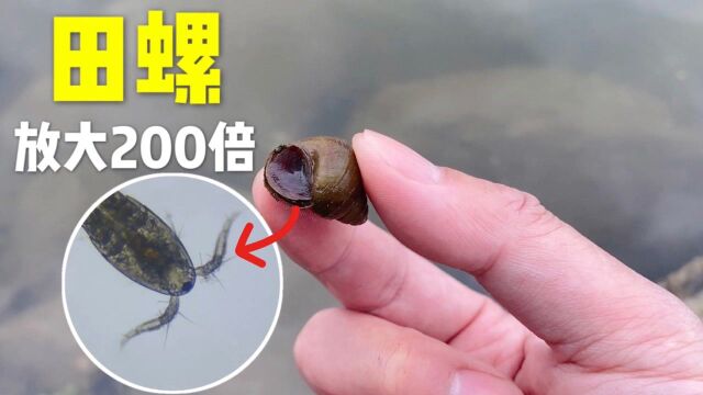 田螺体内有寄生虫吗?显微镜放大200倍好像发现外星生物!吓我一跳#