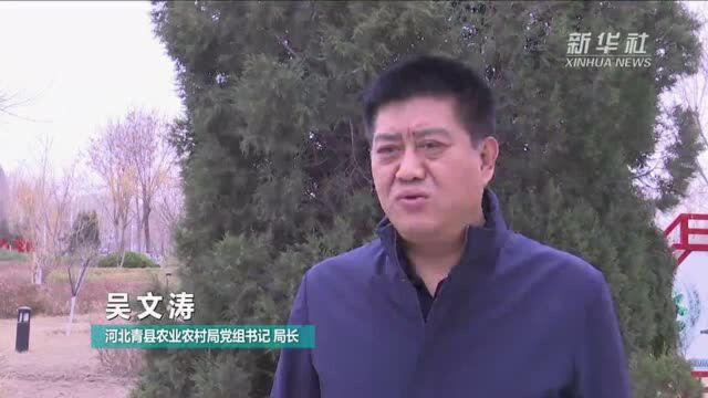 河北青县“瘦肉精”羊肉涉事企业负责人被控制 当地正溯源追查问题羊肉