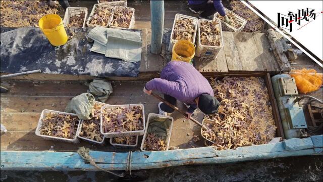 青岛入侵海星突成“香饽饽”:收购商聚集胶州湾 收购还要先预约