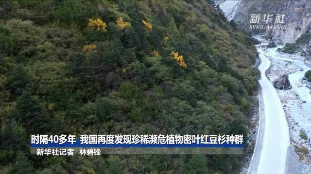 时隔40多年,我国再度发现珍稀濒危植物密叶红豆杉种群