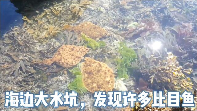 海边大水坑,发现许多比目鱼!