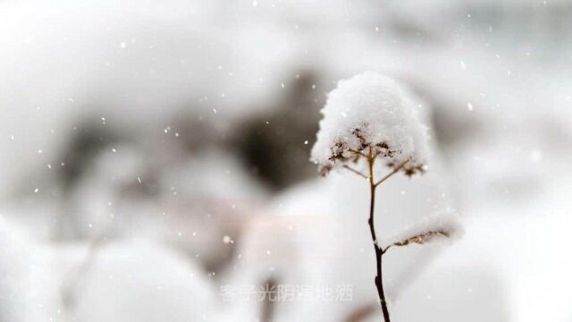 是七叔呢唱的这首《客子光阴》实在是太好听了