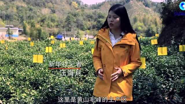 全球连线|中国好茶是如何产生的?来黄山体验一趟春茶之旅