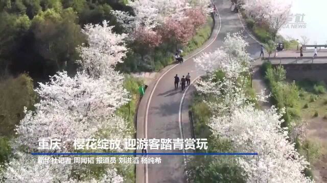 重庆:樱花绽放 迎游客踏青赏玩