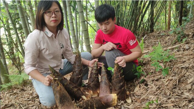 楠竹林里的楠竹笋疯长,遍地都是又肥又嫩,5分钟不到挖了30斤