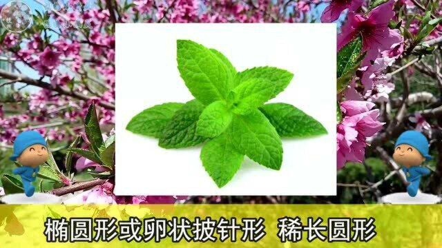 植物小科普 | 第89期 小伙伴们见过薄荷吗?