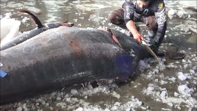 725斤巨型“马林鱼”,没50年刀功的都没资格切,一刀下去就是30斤