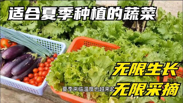 适合夏季种植的蔬菜,无限生长无限劈,种一次吃一年