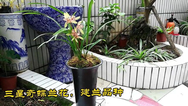 兰花品种介绍:建兰三星奇蝶