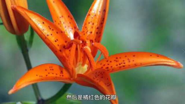 国际生物多样性日丨《生态环保微课堂》之植物篇