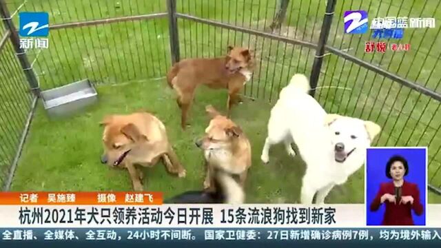 杭州2021年犬只领养活动正式开展 15条流浪狗找到新家