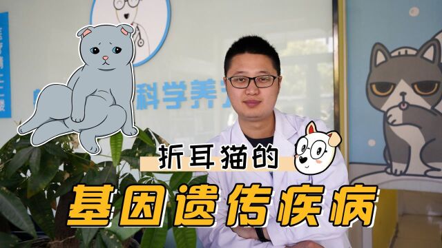 折耳猫的基因遗传疾病,你知道吗?