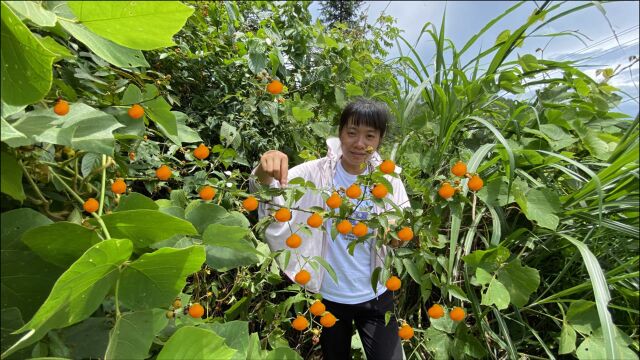 农村一种罕见野草莓,黄灿灿的看着真诱人,城里人有钱也买不到