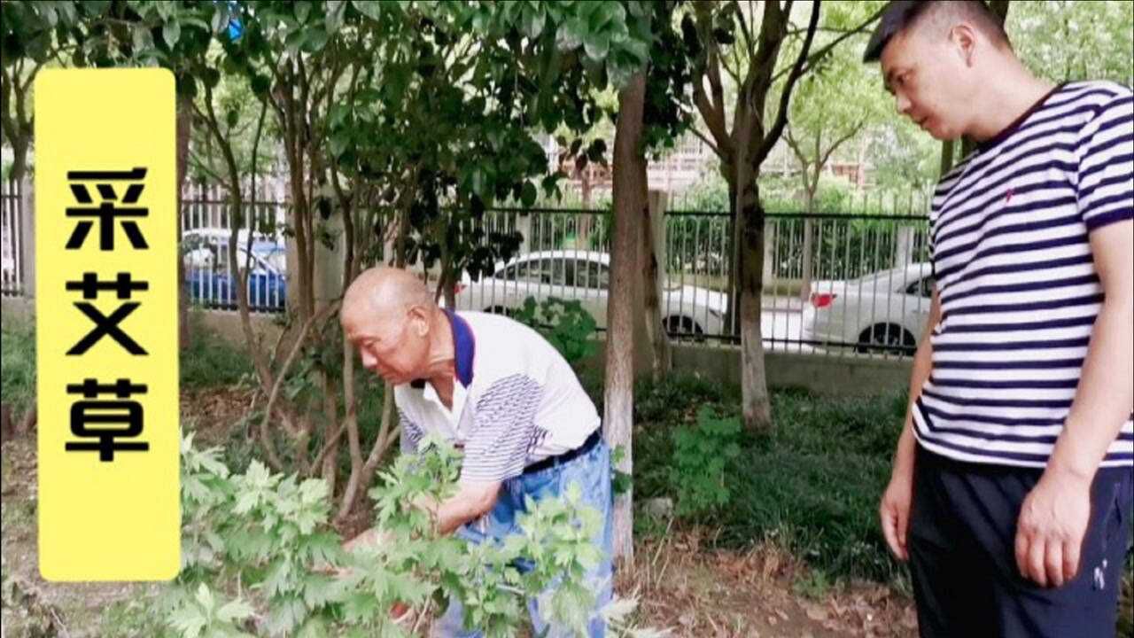 老爸爸带我们采新鲜的艾草,传统的节日习俗,虽不隆重但要尊重