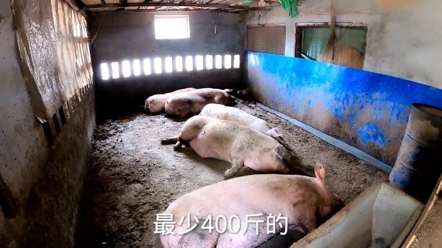 河南猪肉大跌,小伙儿养几百头猪跌到6元一斤,猪肉市场太迷茫