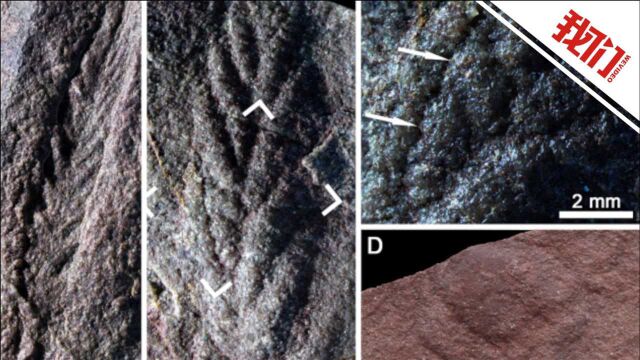 青藏高原发现埃迪卡拉生物群化石:距今约5.5亿年 恰尼虫化石形如树叶