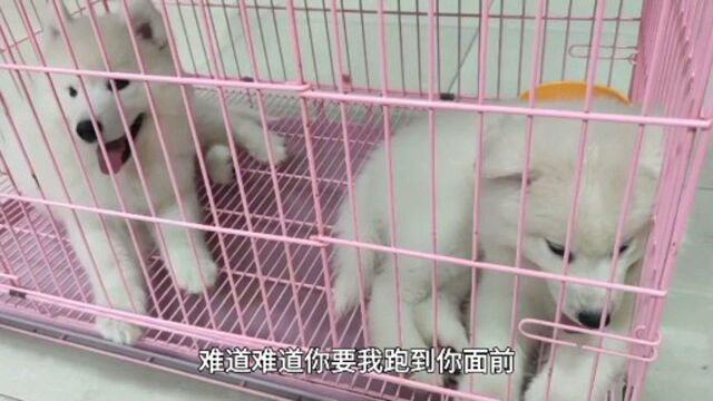 王撕葱你怎么就不懂我