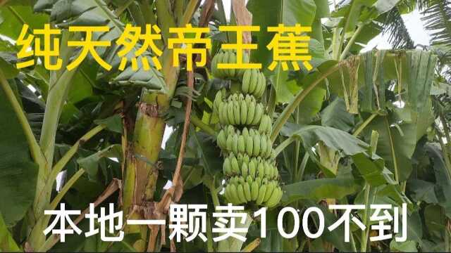 纯天然种植的帝王蕉,你知道在瑞丽 傣族村寨一般用来做什么吗