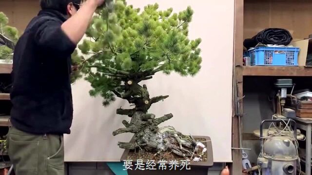 创作盆景时,新手常犯的5个错误,解决了,新手变老手#“知识抢先知”征稿大赛#