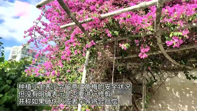 椰视频|大株三角梅紧挨楼顶墙角疯长 海口丁香家园业主担心有隐患