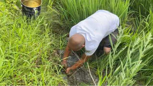 农村小侄子赶鸭时,发现农田里有动静,大叔提桶下田一挖,直呼发财了