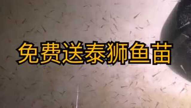 免费送泰狮金鱼苗,过几天搬家带不走,有没有山东青岛的鱼友?