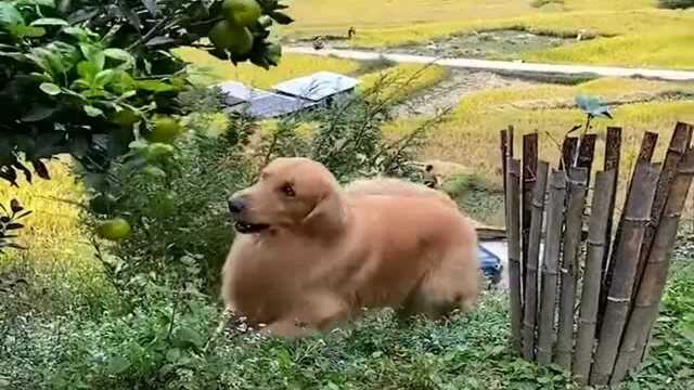 萌宠日常搞笑视频,狗狗学骑自行车,学的还挺好的