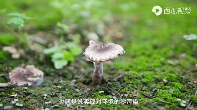 恭喜运鸿集团全降解材料脱颖而出,告别白色污染,