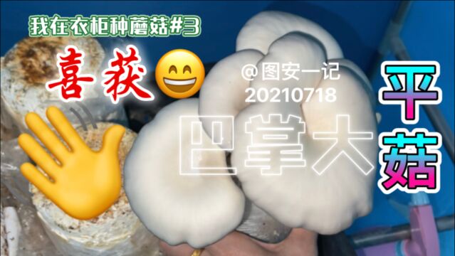 【图安一记】 我在衣柜里种蘑菇(3)喜获巴掌大的平菇