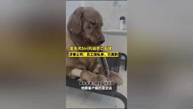 “空运变陆运”金毛犬热死笼中后续,涉事公司称涉事托运订单疑似是员工利用公司渠道所接的私单,该员工事发后已离职