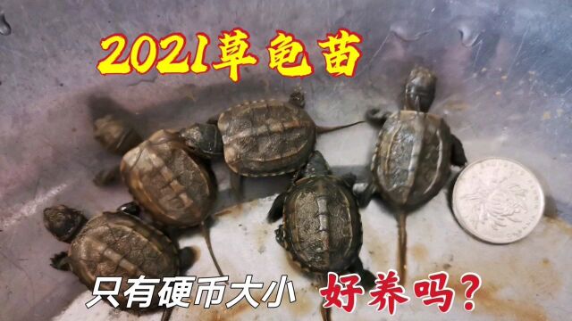 2021年的中华草龟苗,只有硬币大小一只,猜猜多少钱一只呢?