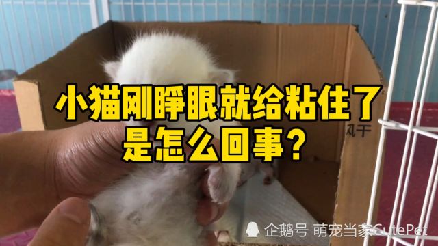 小猫咪眼睛被粘住睁不开了,怎么办?