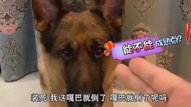 萌宠记 萌宠成精瞬间 中