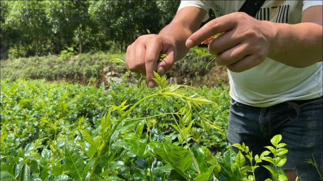 30多度大热天,农村小伙帮忙采摘莓茶,用镜头记录这些