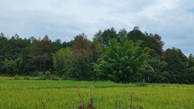 大伯种了十年的松针树,不知道怎么回事整颗树变红,大家快来看看