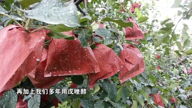 苹果褐斑病!苹果打药!花生白绢病!统统为您解答!