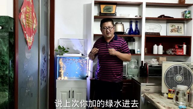 绿萝汁液有毒,直接养在鱼缸里,孔雀鱼会是吗?让事实告诉你真相