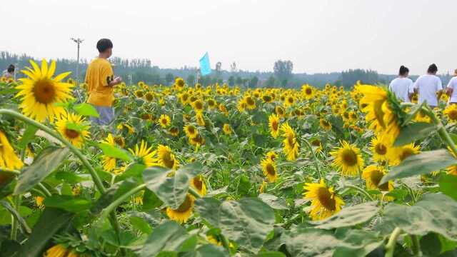 20亩6万朵向日葵集体开花长啥样?济南西部这片“葵花海”火了